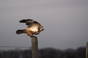 Mein erster Greifvogel