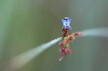 blaue Augen