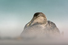 Ganzkörper-Peeling - Leben auf einer Hochseeinsel II