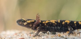 ~ Larve des Feuersalamanders ~