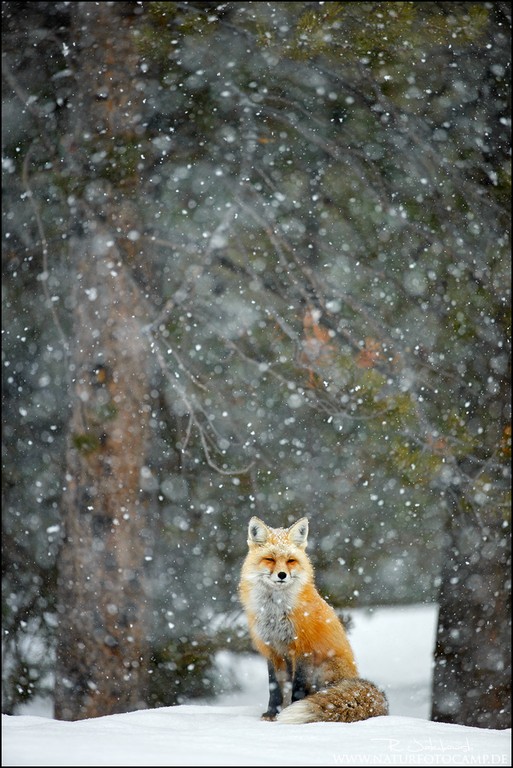 Schneetreiben