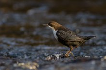 Wasseramsel