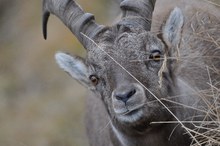 Steinbock Pilatus