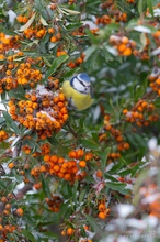 Blaumeise am Buffet