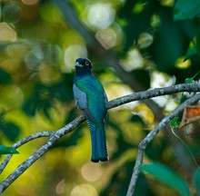 Trogon