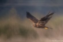 Mystic Harrier