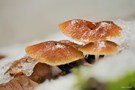Pilze im Jänner, wird nu a strenga Winta kema.