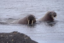 Walrosse (natürlich "wildlife"!)