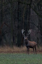 König des Waldes