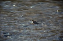 Meine erste Wasseramsel