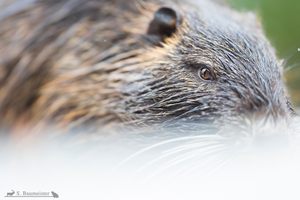 Nutria-Close-Up