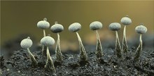 Physarum nutans