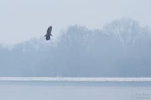 Mein erster Seeadler in Deutschland