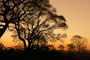 Abendstimmung im Pantanal