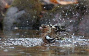 An der Vogeltränke