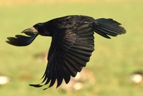 Manchmal hat man Glück...