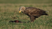 Heute gibt's Otter bei Papa Seeadler!