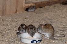 Hausratten im Hühnerstall