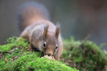 Dieses Eichhörnchen