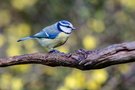 Blaumeise vor Winterjasmin