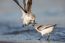 Kung fu-Sanderling (Serie Teil 1)