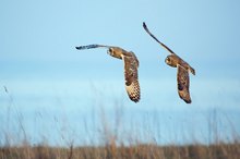 Jagd der Sumpfohreulen