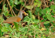 Cayenneralle (Aramides cajanea)