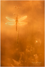 Morgengold-Libelle ...