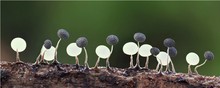 kleine gruppe physarum ......