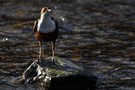 Meine nächste Wasseramsel