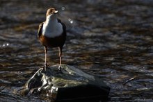 Meine nächste Wasseramsel