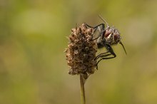 Auf em`Sprung..