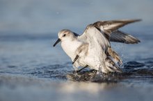 In-fight (Sanderling-Serie Bild 2/4)