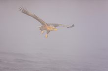 Anflug im Nebel