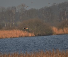 Der kleine Seeadler