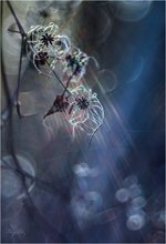 Winterlicht
