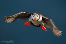 Puffin