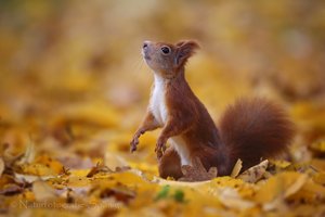 Die Nase im Herbstwind