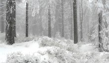 Winterwald