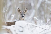 Reh im Schnee