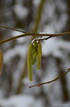 Frühlingserwachen trifft auf Winter