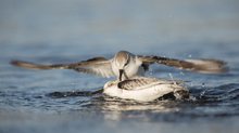 Ausgeknockt! (Sanderling-Serie Bild 3/4)