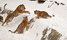 Amurtiger im Schnee