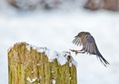 Charly Amsel "seine Frau" im Winter...