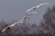 Familieneinflug  der Singschwäne