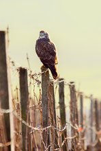 Bussard im Weinberg