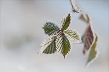 Brombeere im Winter