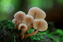 Rotschneidiger Helmling (Mycena rubromarginata )