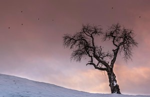 Die Alpendohlen