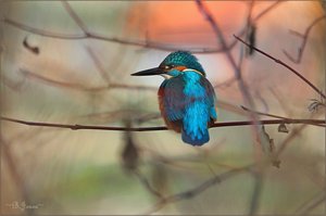 es leuchtet in der Wintersonne - ein Eisvogel